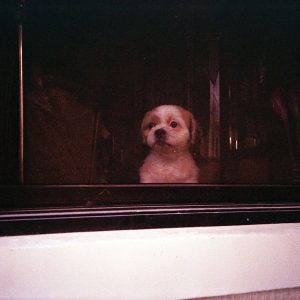 The dog waits for his fur parent.